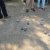 Petanque-2017